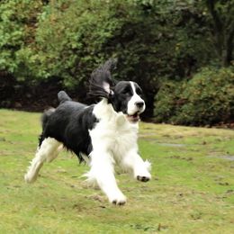 English Springer Spaniels from Topsail English Springer Spaniels