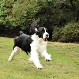 English Springer Spaniels from Topsail English Springer Spaniels