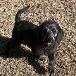 Blitzen - Black female Labradoodle puppy in Monticello, Georgia from Daylin’s Doodles & Labradors