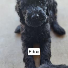 Edna - Black female Goldendoodle puppy in Goodyear, Arizona from The Earl Dood(le)s