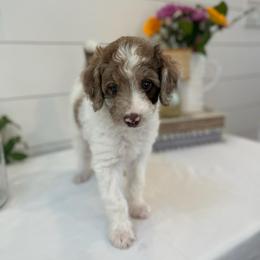 Polly - White and red merle female Bordoodle puppy in Valley Center, California from Circle R Valley Bordoodls