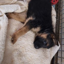 German Shepherd Puppies from Minerd Ranch