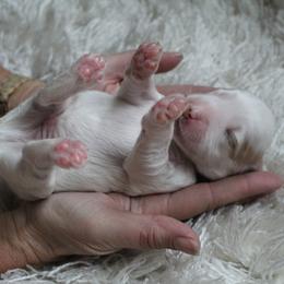 Goldendoodle Puppies from Island Doodles of Georgia