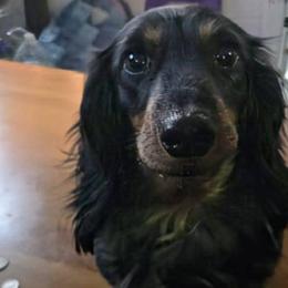 Cookie - Dachshund