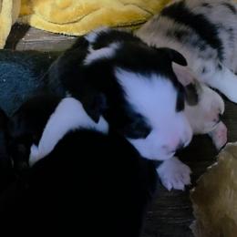 Tate - Black tri-color male Australian Shepherd puppy in Leonard, Texas from Tin Roof Aussies