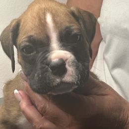 Orange collar - Fawn male Boxer puppy in Williamson, New York from Harborview Boxers