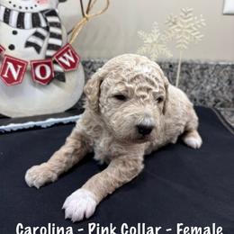 Carolina - Apricot female Goldendoodle puppy in Annville, Pennsylvania from Bellegrove Goldendoodles