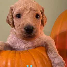 Aussiedoodles, Double Doodles, Goldendoodles, Labradoodles, and Poodles from Hope’s Doodles