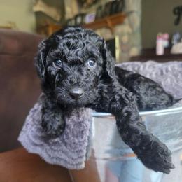 Zuri - Black female Cavapoo puppy in Blackfoot, Idaho from Draper Mountain Doodles