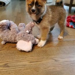 Pomeranian and Pomsky All Grown Up from Alpha Poms & Pomskies