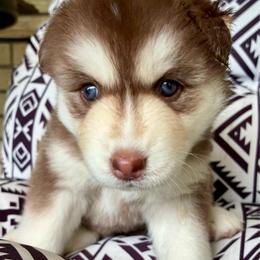 Suki - Red and white female Siberian Husky puppy in Walker, Louisiana from TRUHUSKY SIBERIANS
