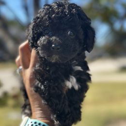 Kira - Black female Poodle puppy in Wilson, North Carolina from Parti-Pawz