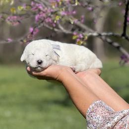 Bianca - White female Maremma Sheepdog puppy in Conway, Missouri from 2J 2K Border Collies | Maremma Sheepdogs