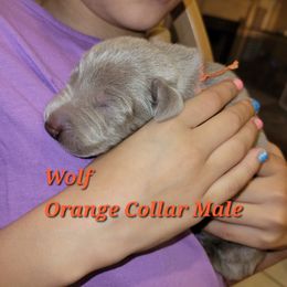 Weimaraner Puppies from Desert Rose Weimaraners