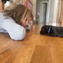 Scottish Terrier Puppies from Heart of America Scotties
