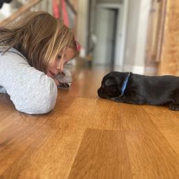 Scottish Terrier Puppies from Heart of America Scotties