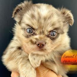Bennet - Merle male Chihuahua puppy in Oakwood, Georgia from Sunset Eves Chihuahuas