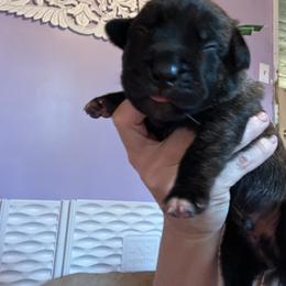 Green collar Church - Chestnut brindle male Cane Corso puppy in Tennessee from Nuovo Inizi Kennels