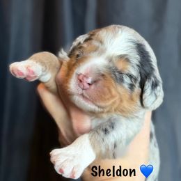 Sheldon - Blue merle male Aussiedoodle puppy in Cortez, Colorado from Sassy Pants Pups