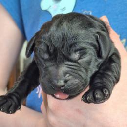 Swipe Right - Black male Labrador Retriever puppy in Martinsburg, West Virginia from Fetching Labrador Retrievers