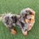 Boss