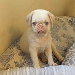 Frost - Pug