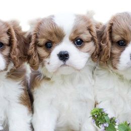Bernedoodles, Cavalier King Charles Spaniels, Cavapoos, and Poodles from Grandeur Valley Puppies