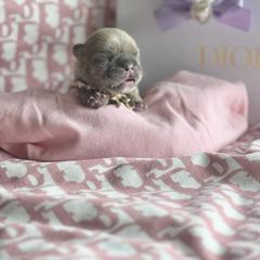 French Bulldog Puppies from KM French Bulldogs