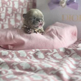 French Bulldog Puppies from KM French Bulldogs