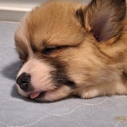 Pembroke Welsh Corgi Puppies from Rhone River Farm Pembroke Welsh Corgis