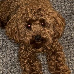 Toby - Poodle