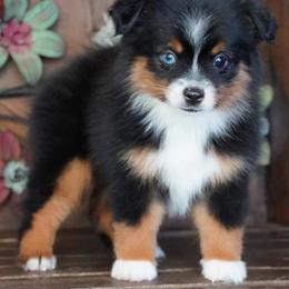 Black tri boy - Black tri male Miniature Australian Shepherd puppy in Lawton, Oklahoma from Lindsey’s Aussies