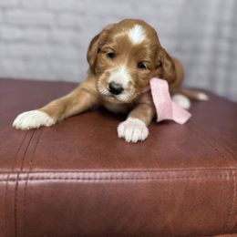 Pink collar female - Red  female Goldendoodle puppy in Piedmont, South Carolina from The Farm at Saluda Ridge