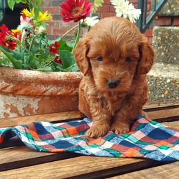 Green - Apricot male Goldendoodle puppy in Little Rock, Arkansas from Adorable Mini Doodles LLC
