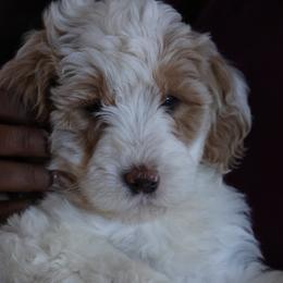 Bernedoodles and Cockapoos from Sassy Bob’s Dogs