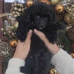 Tonya - Black female Poodle puppy in Dothan, Alabama from Farquharson's Poodles&Doodles