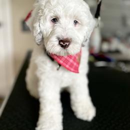Athena - Cream female Australian Labradoodle puppy in Chuluota, Florida from Delano Australian Labradoodles