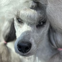 Olivia  - Poodle