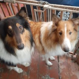 Collies from Dragonfen Collies