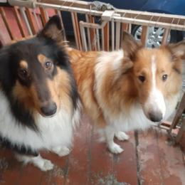 Collies from Dragonfen Collies