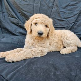Labradoodle Puppies from Jesus Castro