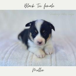 Mollie - Black and tan female American Corgi puppy in Onalaska, Washington from Shoestring Valley Corgis