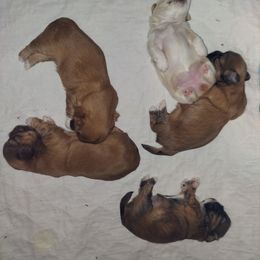 Shih Tzu Puppies from Highland Farms Shih Tzu & Imperial Beauties