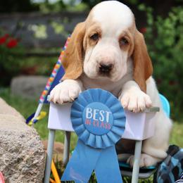 Shrimp - Red and white female Basset Hound puppy in Pollock, Missouri from Northstar