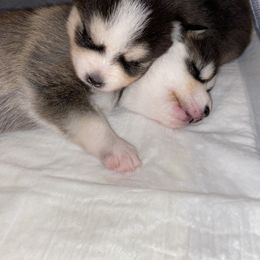 Pomsky Puppies from Sterling Pomskies