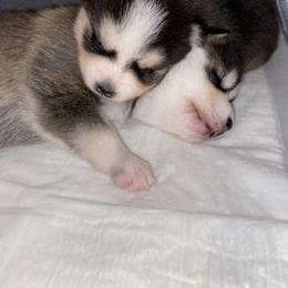 Pomsky Puppies from Sterling Pomskies