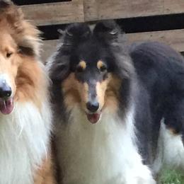 Collies from Nightwind Collies