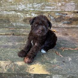 Chrissy - Liver female Miniature Schnauzer puppy in Clover, South Carolina from Bobo’s Babies Kennels