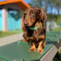 Dachshund puppies from The Wiener Family