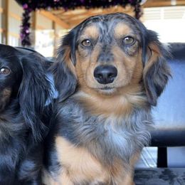 Dachshunds from Double J Dachshunds